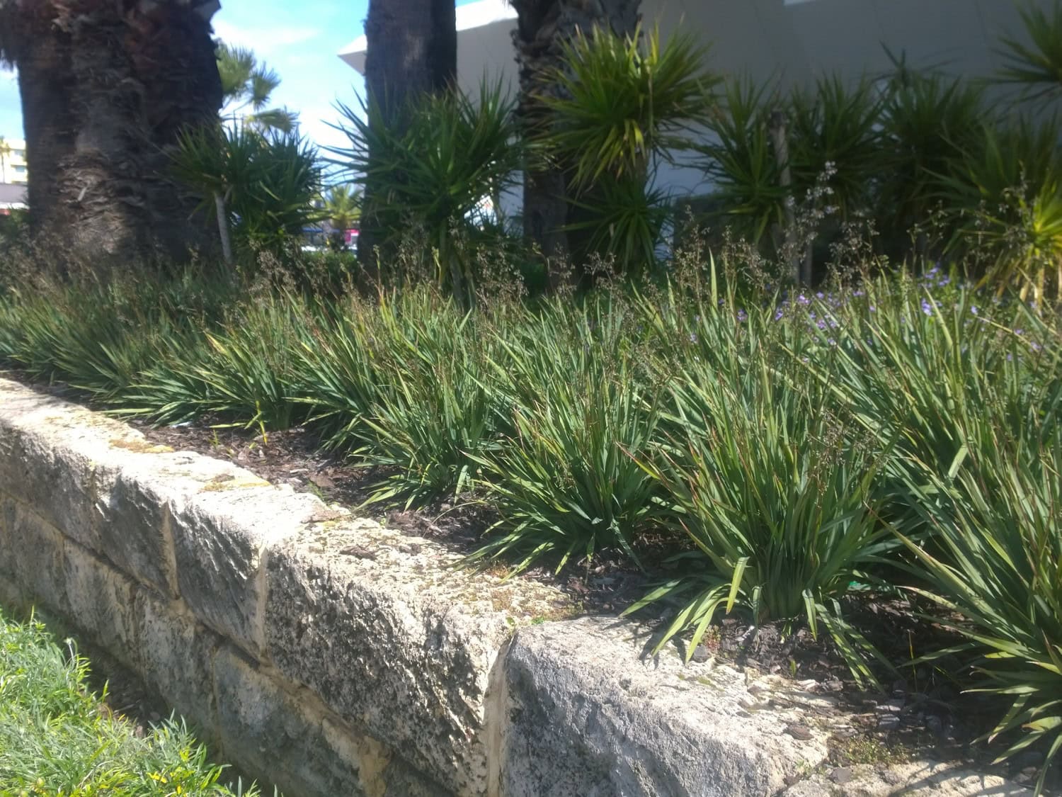 Cassa Blue® Dianella caerulea