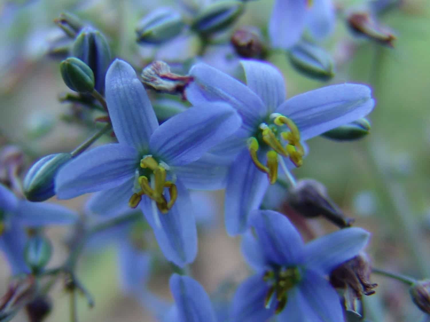 Cassa Blue® Dianella caerulea