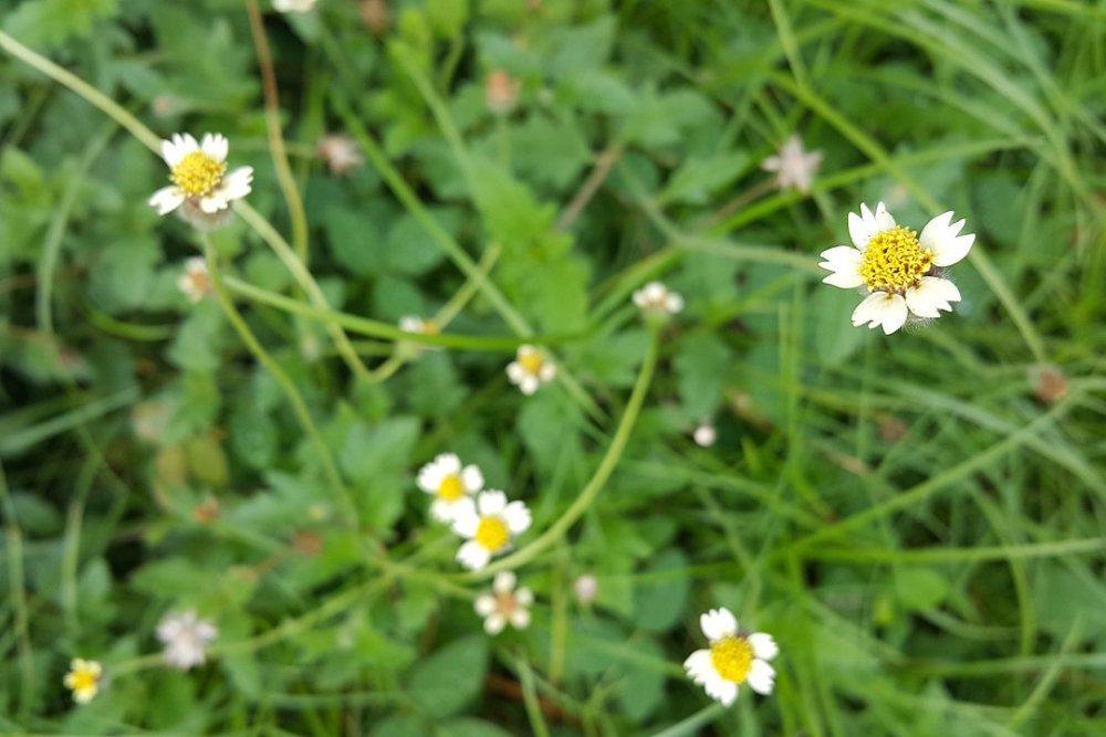 Garden weed TridaxProcumbens.jpg