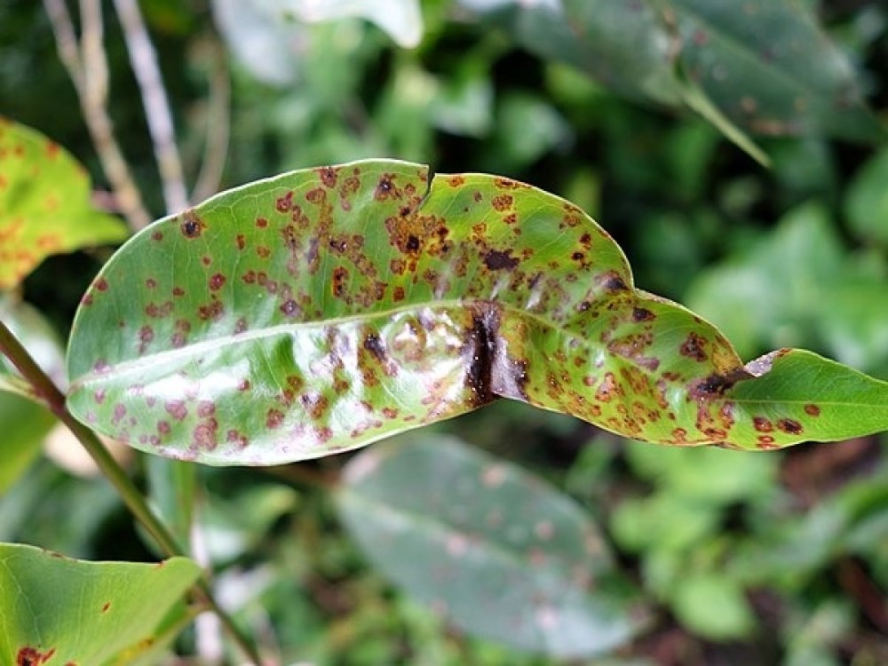 Managing Myrtle Rust on Lilly Pilly