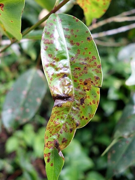 Myrtle rust can look like brown red orange yellow and or purple fungal symptoms on leaves