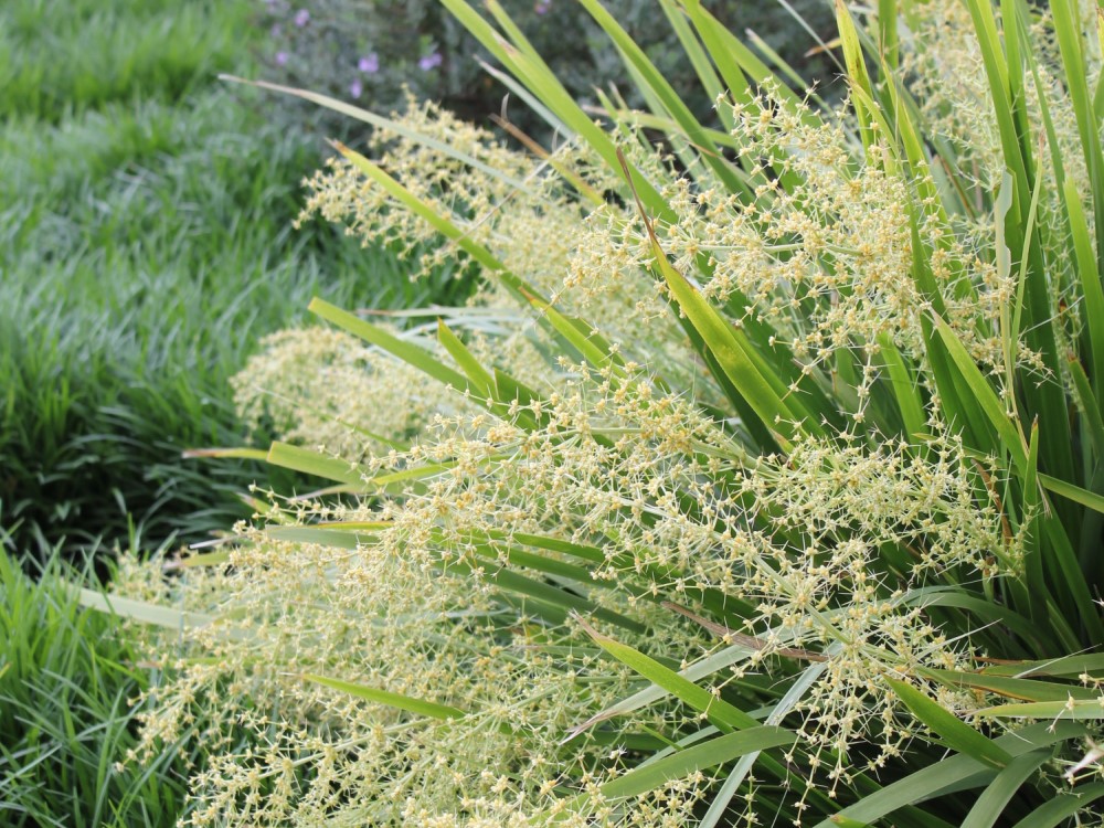 Asparagaceae family member Katie Belles™ Lomandra hystrix