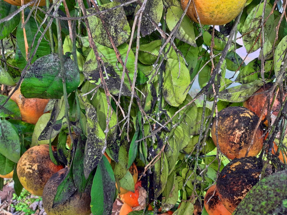 These grapefruits are very much affected by sooty mold.