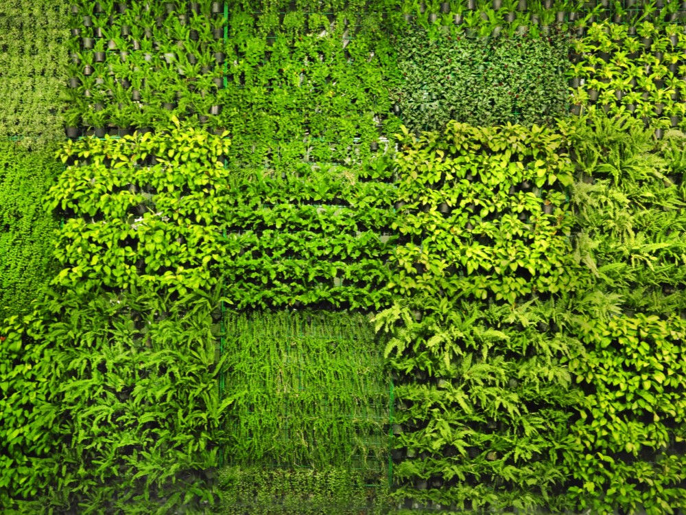 Green wall with plastic pots