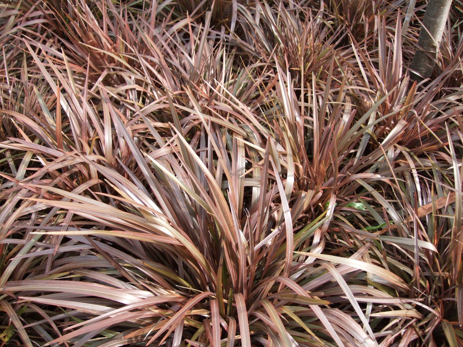 Sweet Mist® Phormium tenax ‘PH0S2’ PBR