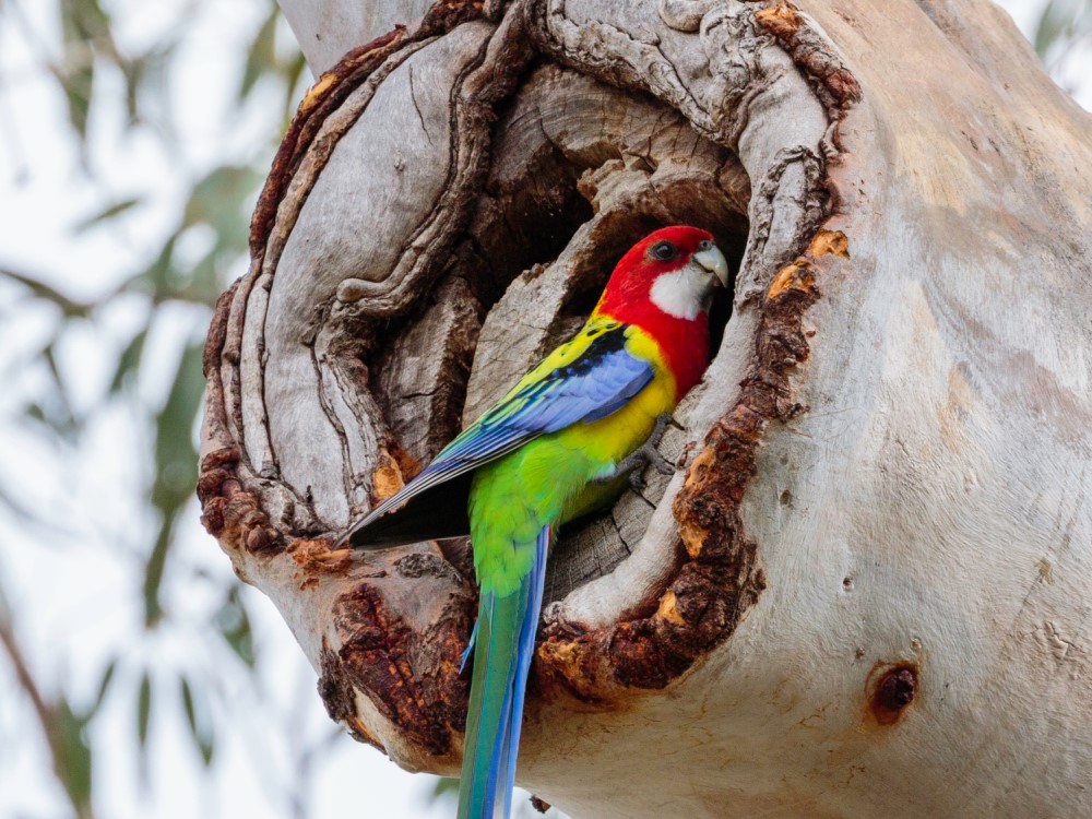 This eastern rosella has made their home in a eucalypt tree hollow.