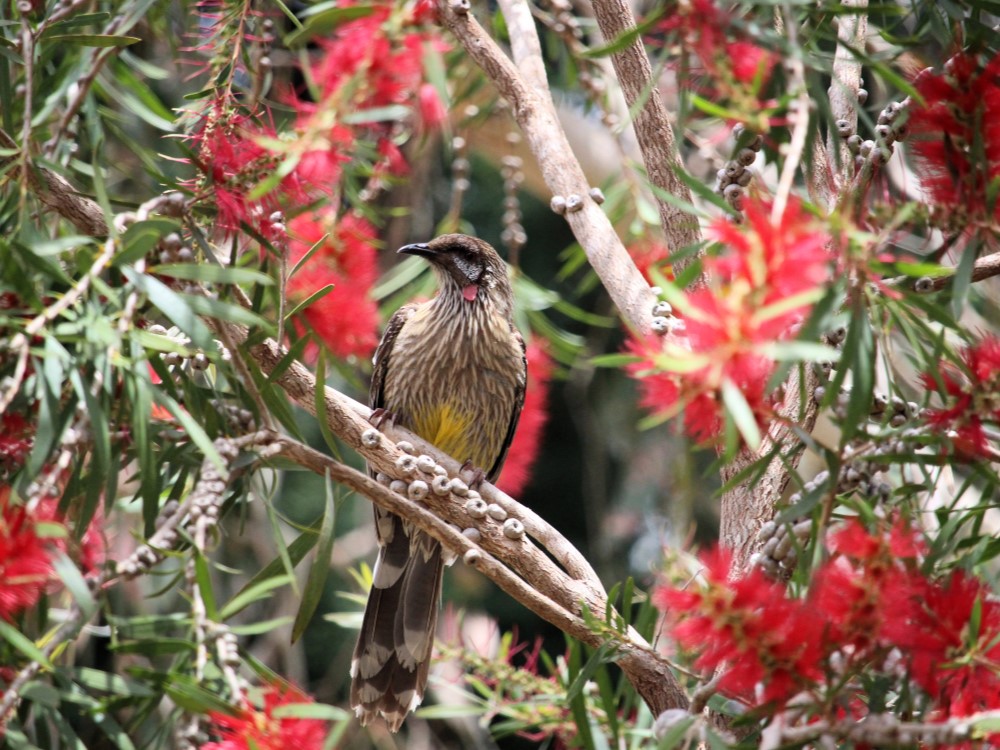 This red wattlebird is very much in its happy place on this callistemon.