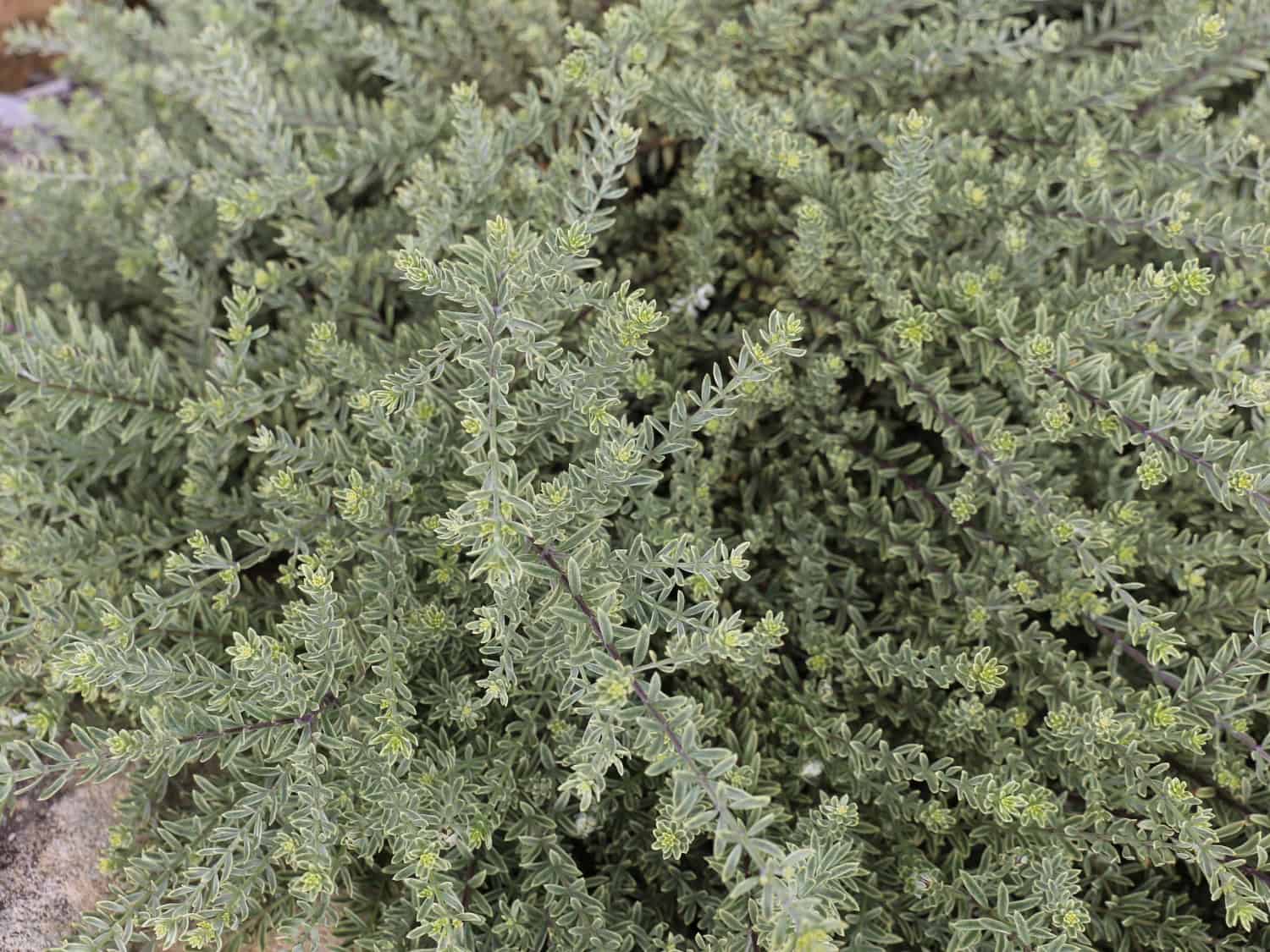 Variegated Mundi™ Westringia fruticosa ‘WES09’ PBR