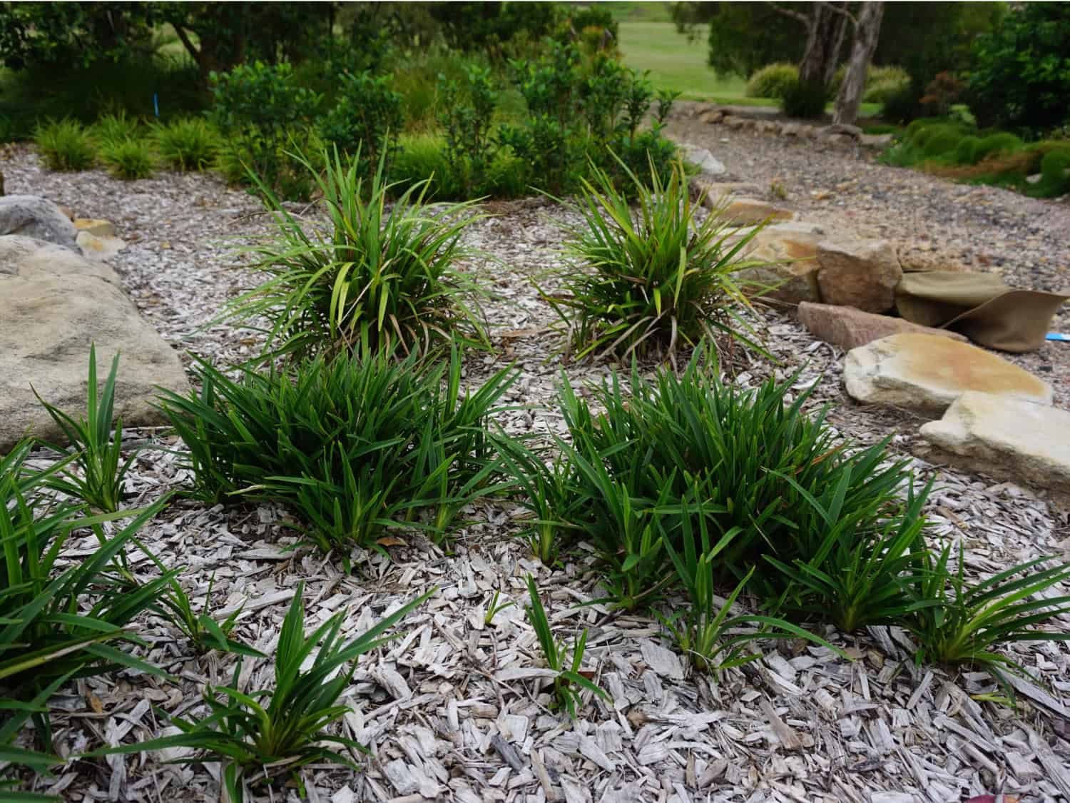 Baby Breeze™ Dianella with dark green foliage