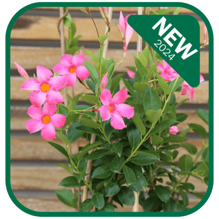 All Seasons Pink™ Mandevilla spp ‘MAN02’ PBR