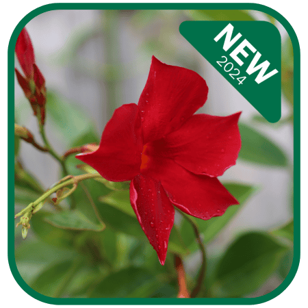 All Seasons Red™ Mandevilla spp ‘MAND01’ PBR