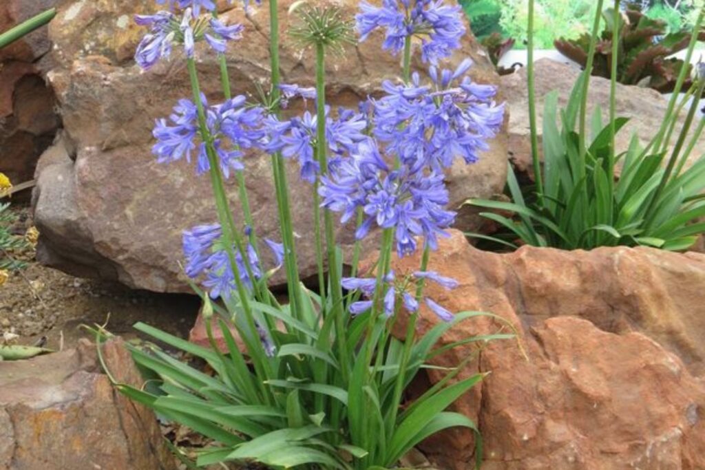 Amaryllidaceae umbels on Bingo Blue™ Agapanthus hybrid ‘ANDbin’ PBR