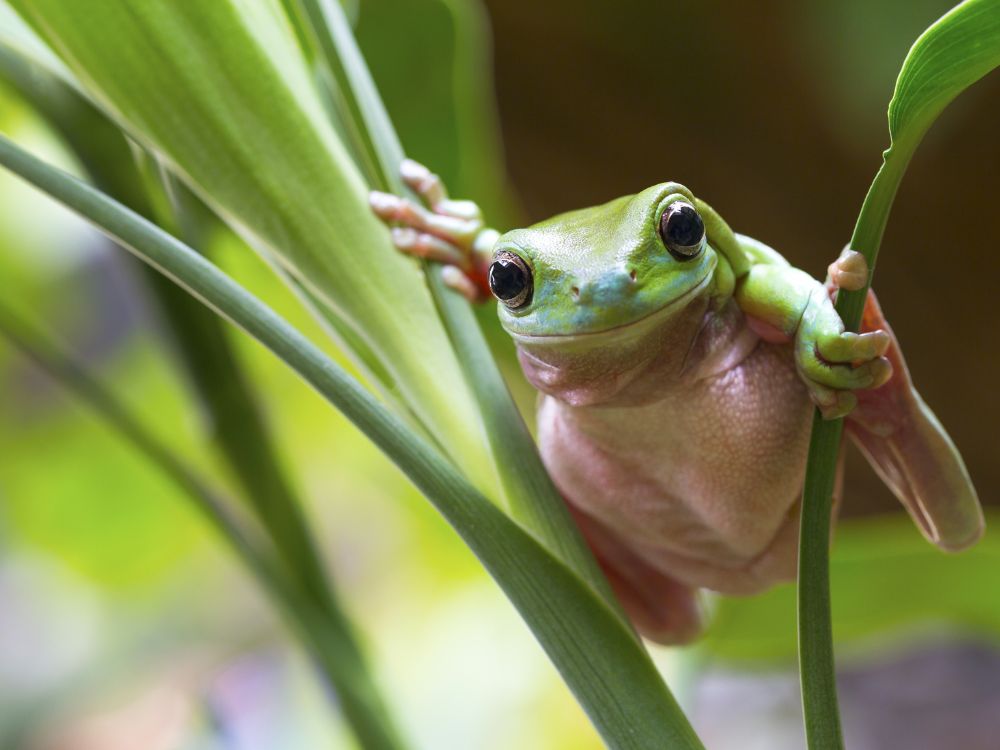 Australian Green Tree Frog