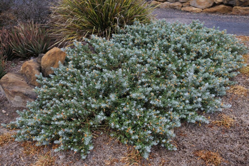 Blue Horizon™ Eremophila glabra prostrate ‘EREM1’ PBR