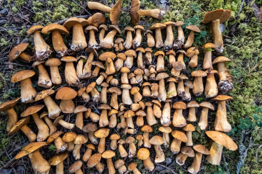 Bolete Mycorrhizal Fungi