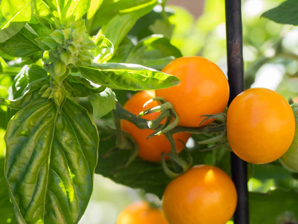 Companion planting tomatoes with basil