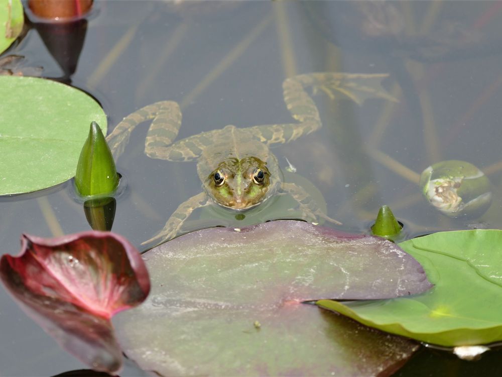 Garden Frog with water pond and water lilies