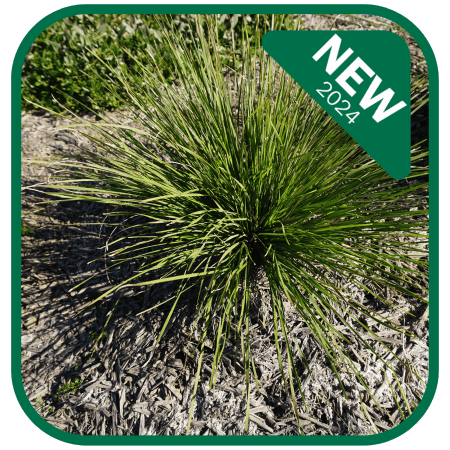 Grass Tree 310