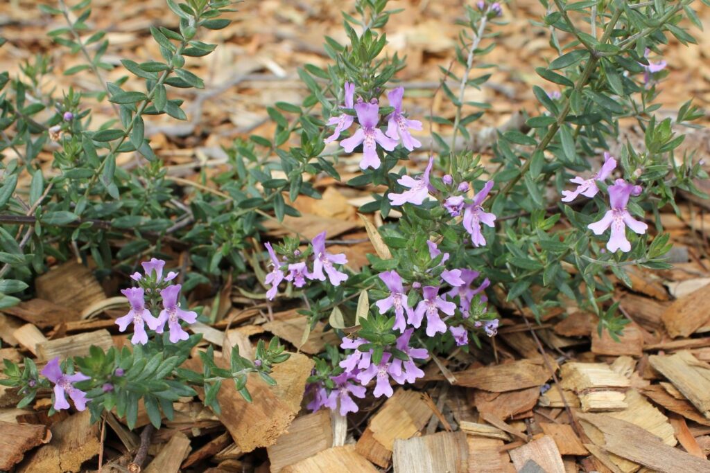 Lamiaceae family member, Blue Gem Westrinia Hybrid 'WES03'