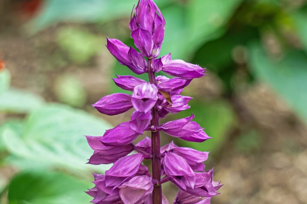 Lamiaceae mint family member salvia flowers