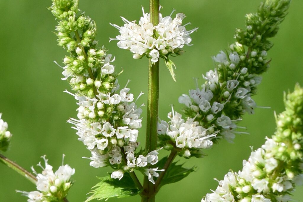 Mint family flowers for identification