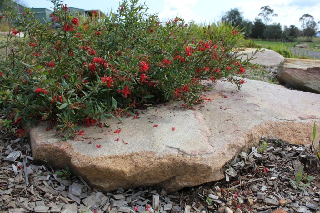 Native Australian Proteaceae family member Cherry Cluster™ Grevillea rhyolitica x juniperina ‘TWD01’ PBR