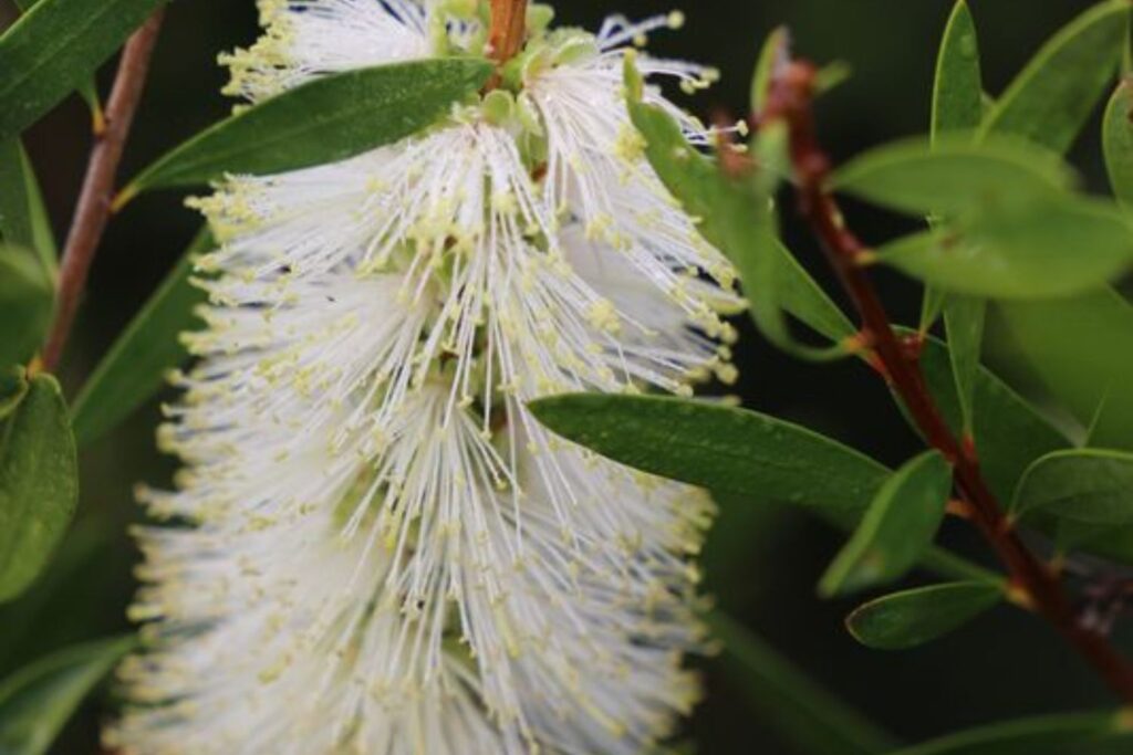 Native Australian companion plant bottlebrush Icy Burst™