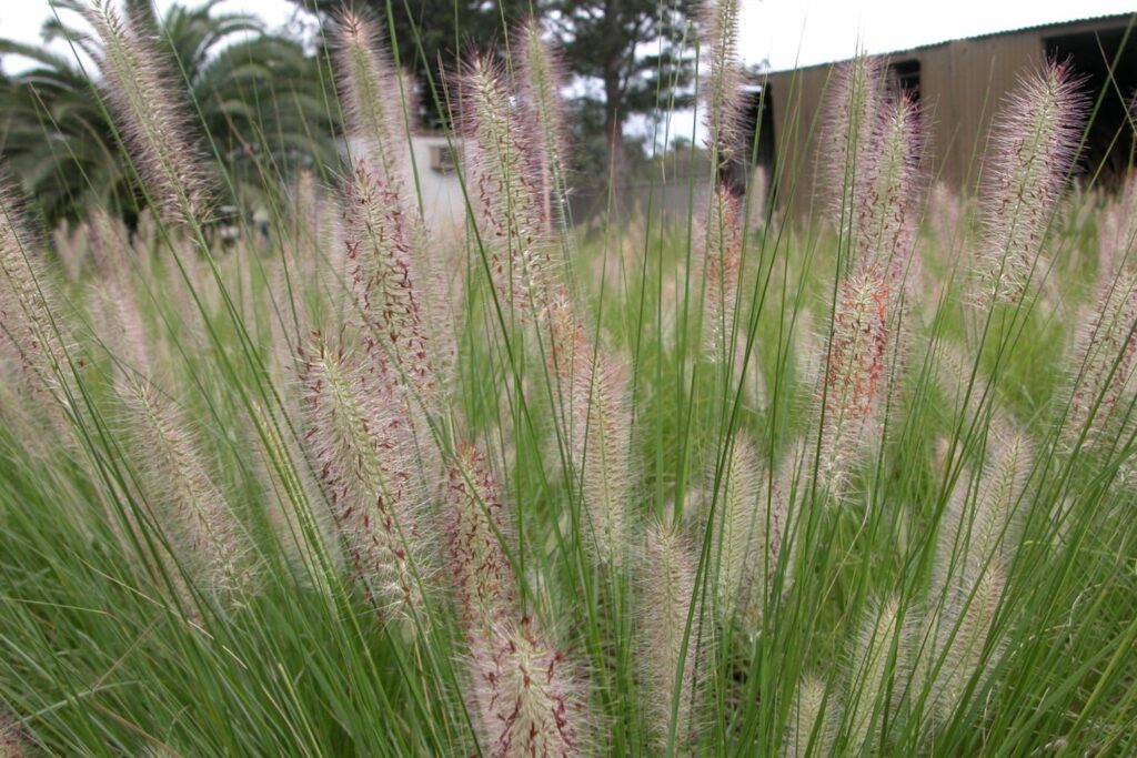 Native Australian grass Nafray