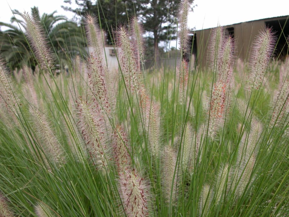 Native Australian grass Nafray