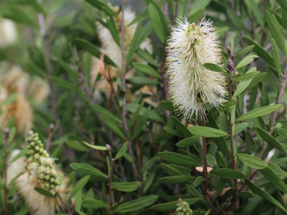 Myrtaceae family member - bottlebrush - Icy Burst™ Callistemon spp ‘CNU01’ PBR