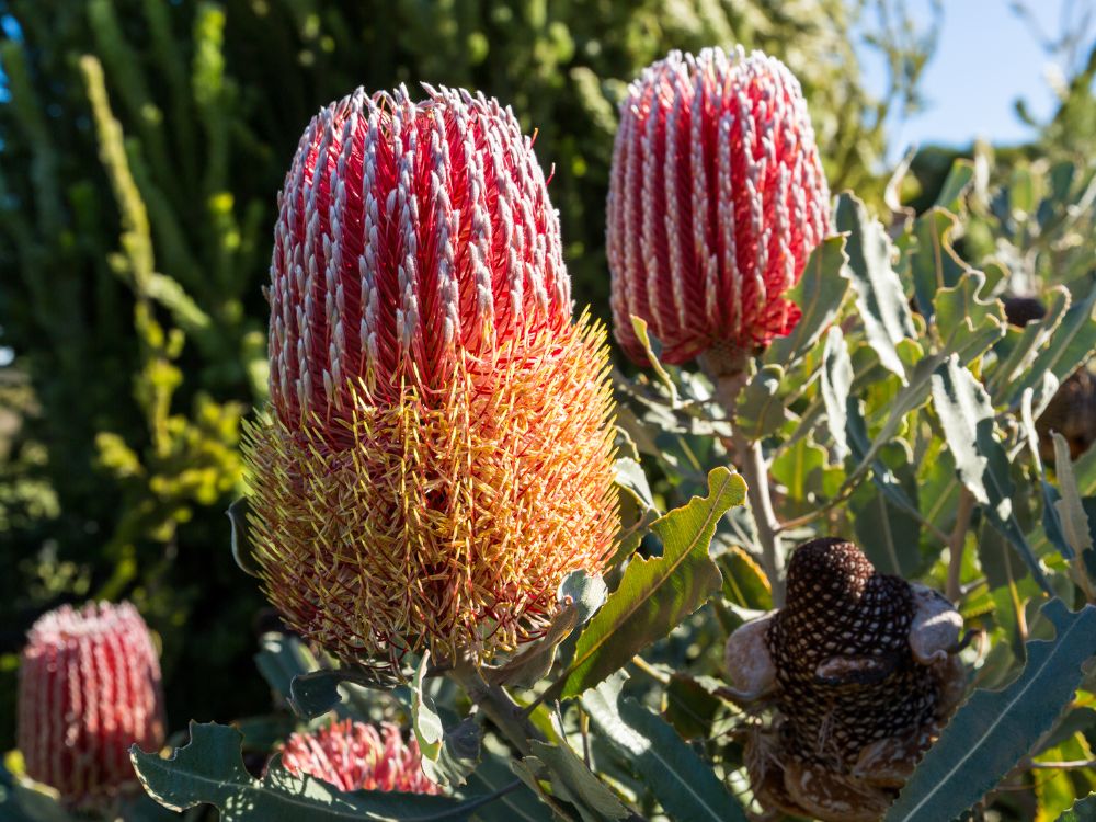 The Proteaceae Plant Family