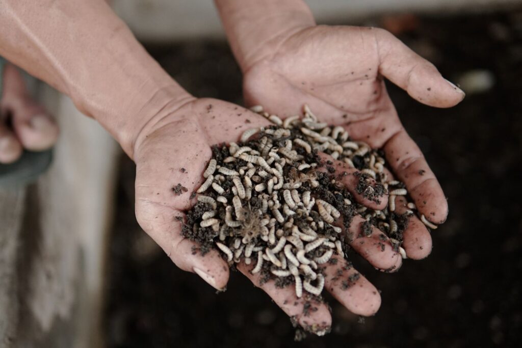 These soldier fly larvae may be maggots, but they’re converting this waste into a resource.