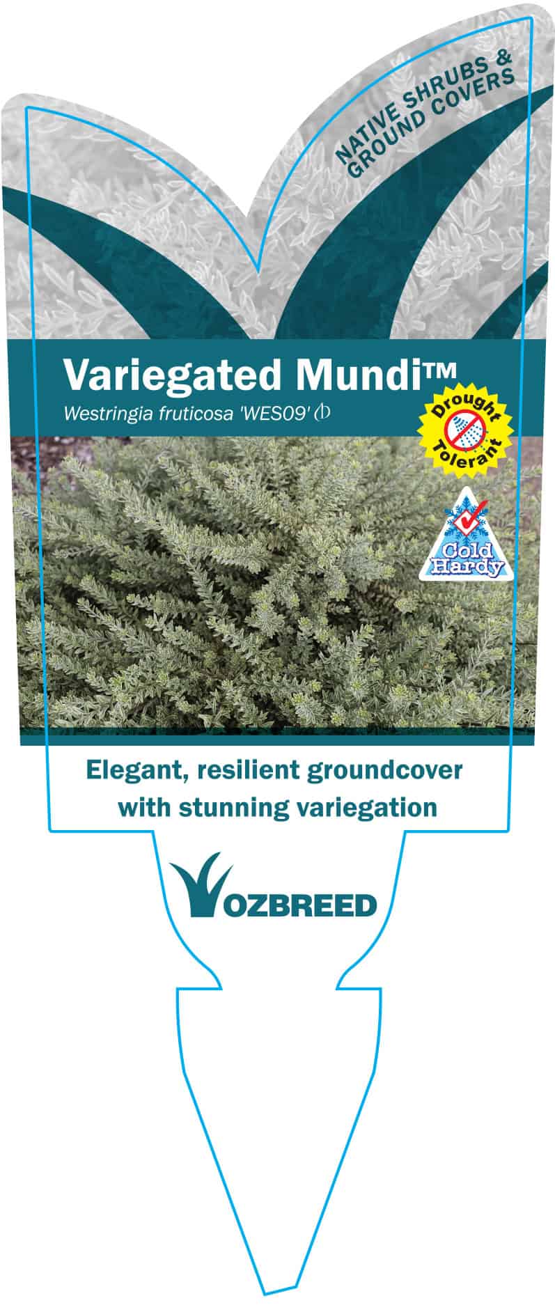 Variegated Mundi™ Westringia fruticosa ‘WES09’ PBR