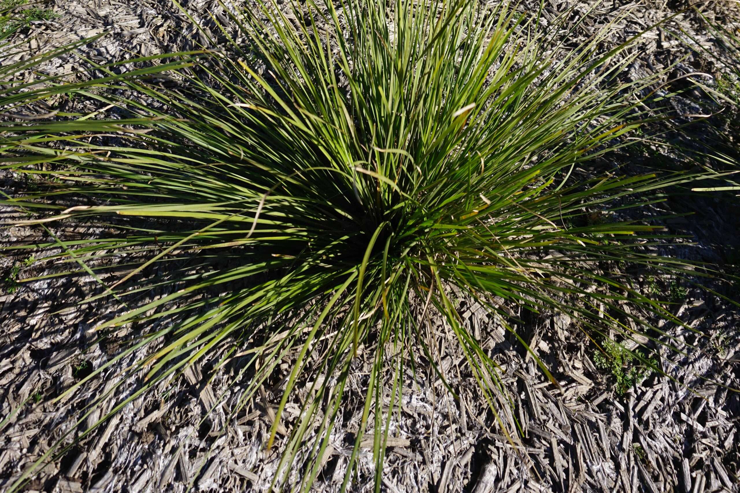 Grass Tree 310™ Lomandra ‘LM301’ PBR