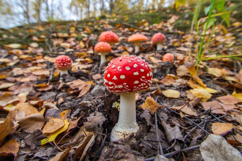 Are mushrooms safe? garden Amonita muscaria