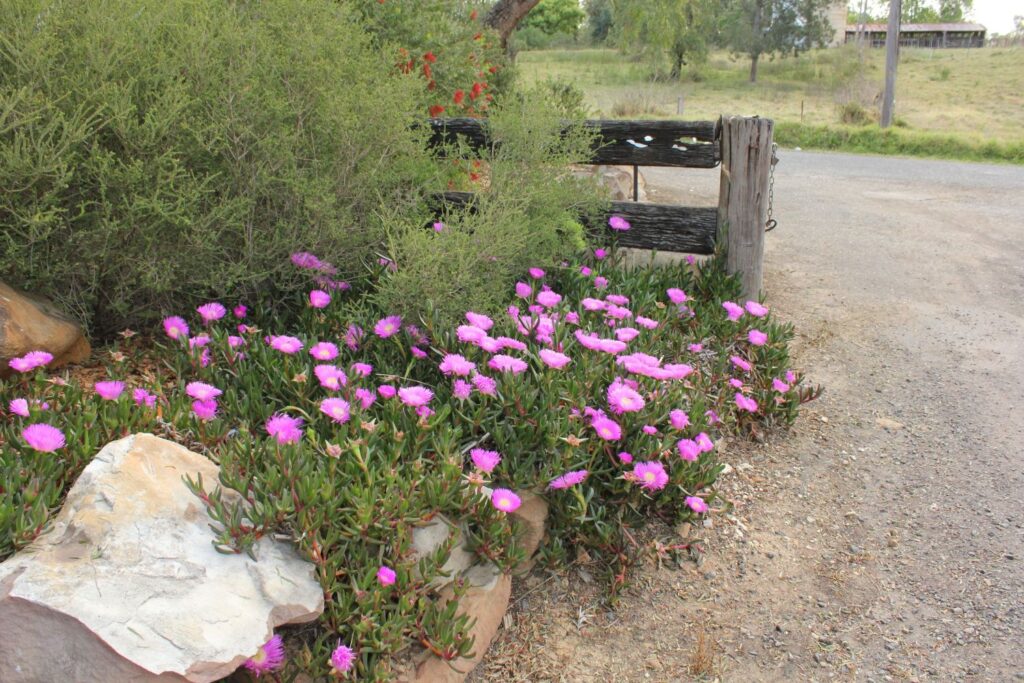 Aussie Rambler Carpobrotus pigface, native companion plant for correas