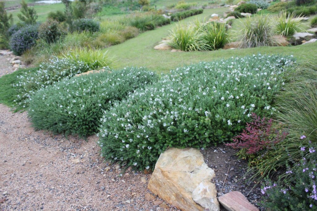 Mundi Westringia hedge pruned