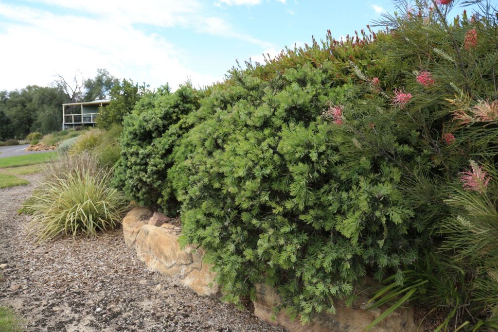 Better John Callistemon, companion plant for grevillea