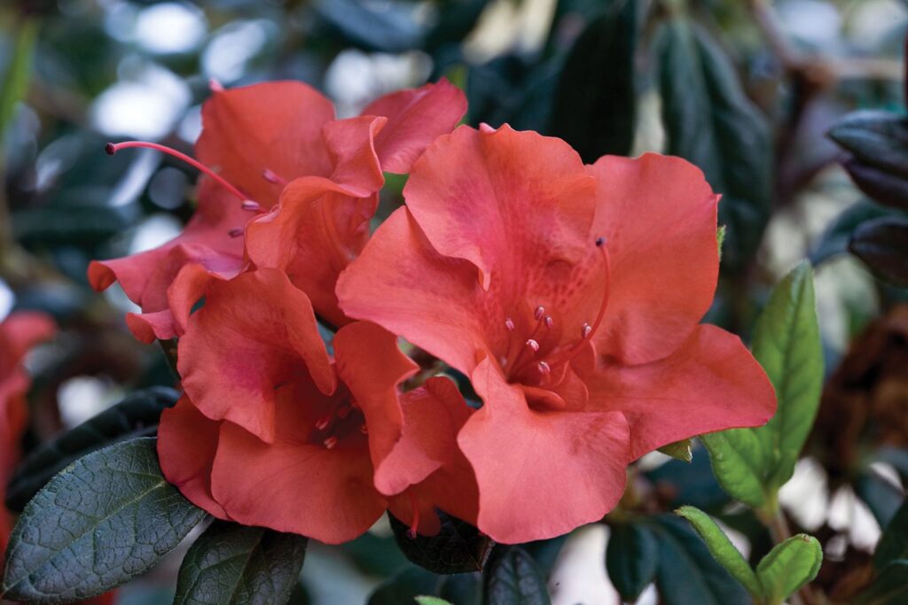 Caring for azaleas, Autumn Embers™ Rhododendron hybrid ‘CONLEB’ PBR