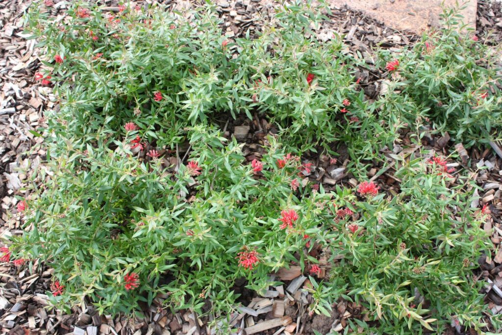 Cherry Cluster™ Grevillea rhyolitica x juniperina ‘TWD01’ PBR. Companion plant for lomandras