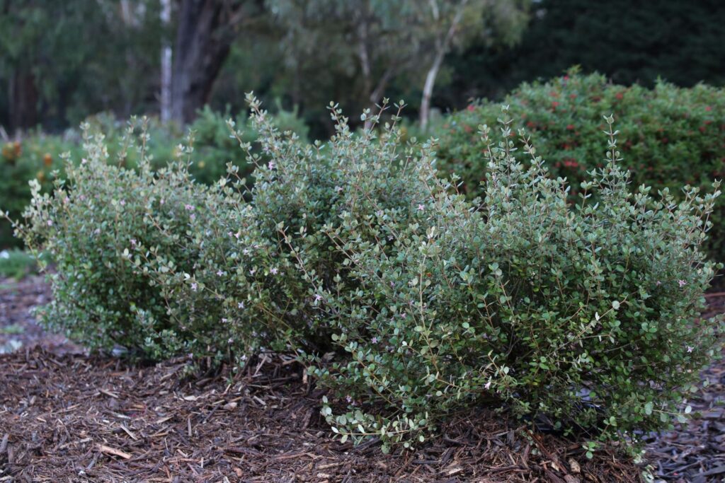 Coastal Pink Correa companion plants