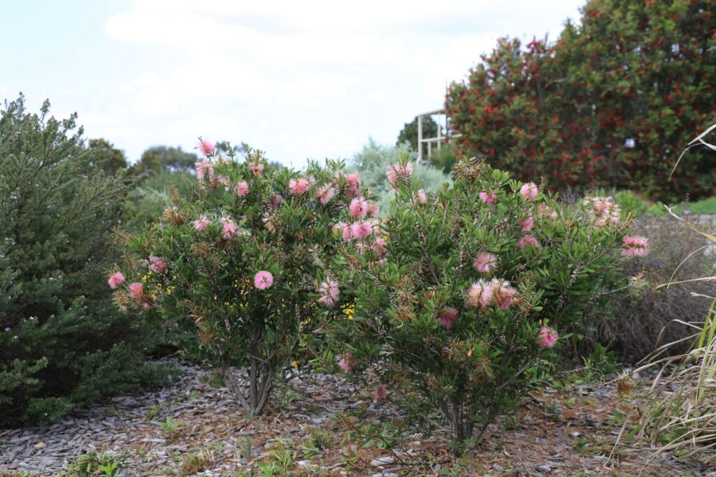 Sweet Burst™ Callistemon spp ‘CNU15’ PBR. Companion plant for native Australian grasses