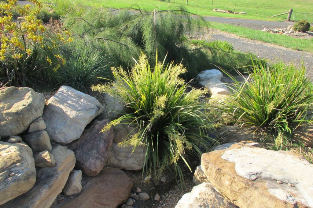 Companion plants with Katie Belles™ Lomandra hystrix ‘LHBYF’ PBR