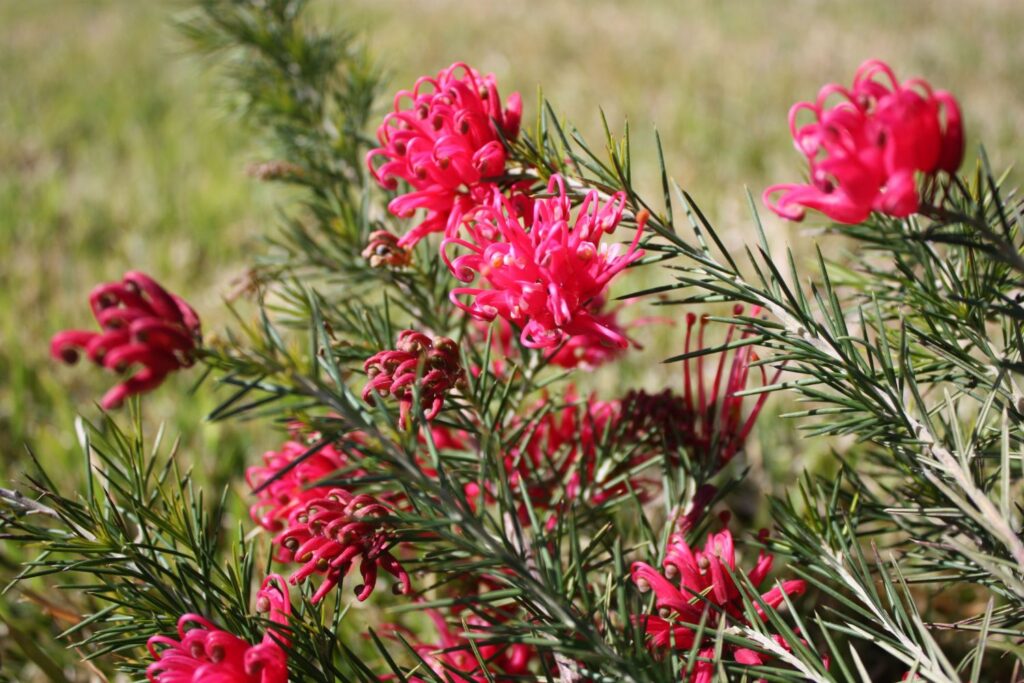 Crimson Villea™ Grevillea rosmarinifolia ‘H16’ PBR, Lilly pilly companion plant