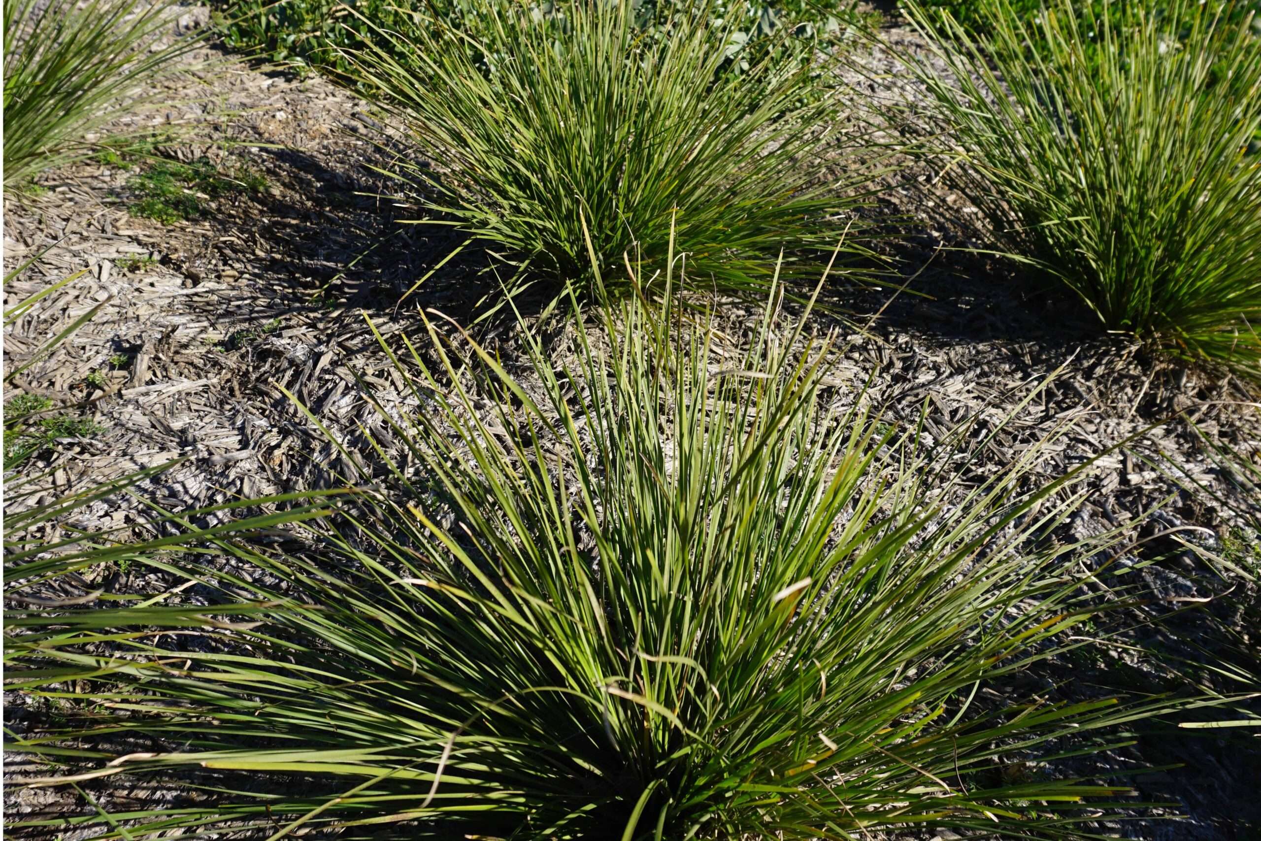 Grass Tree 310™ Lomandra ‘LM301’ PBR