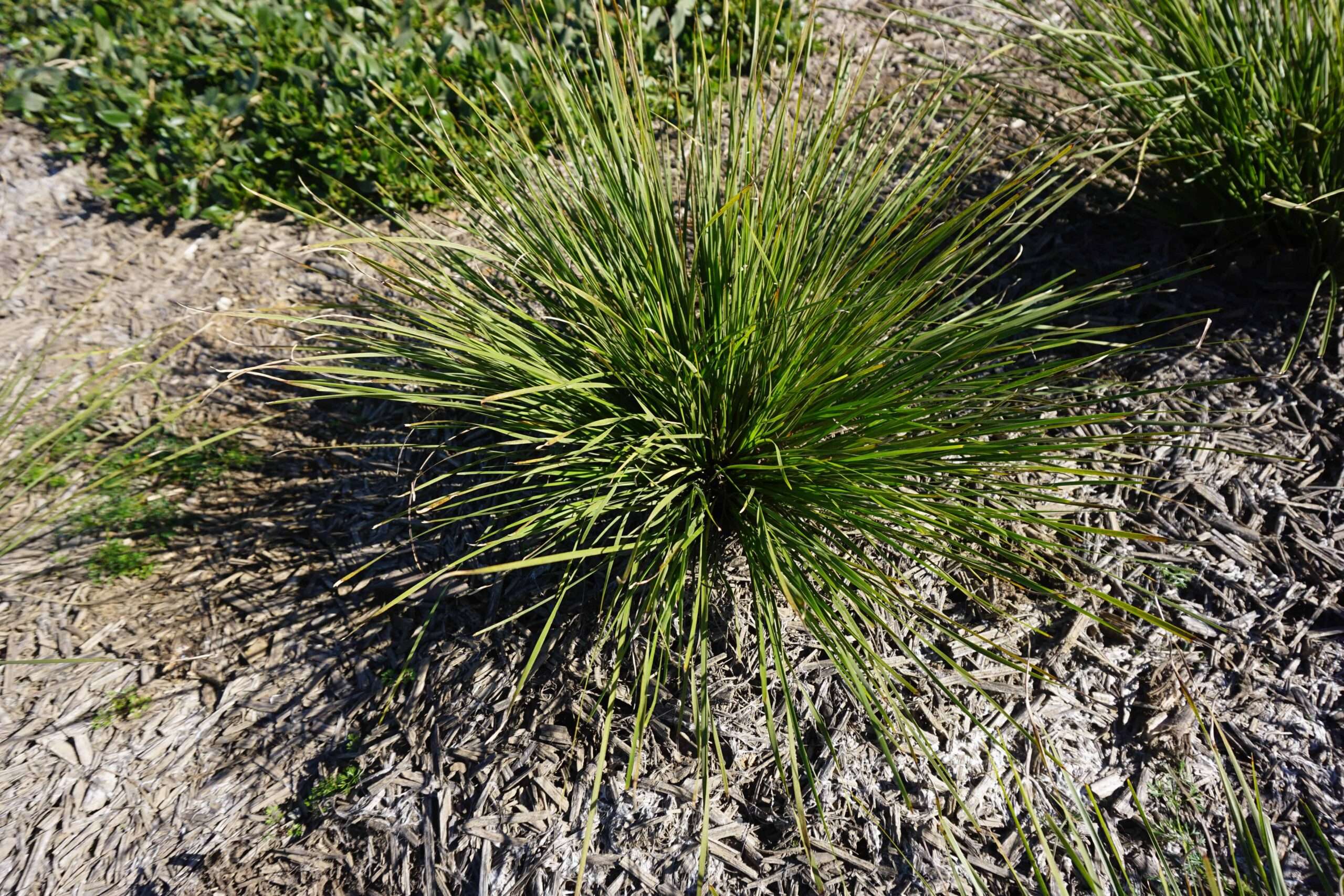 Grass Tree 310™ Lomandra ‘LM301’ PBR