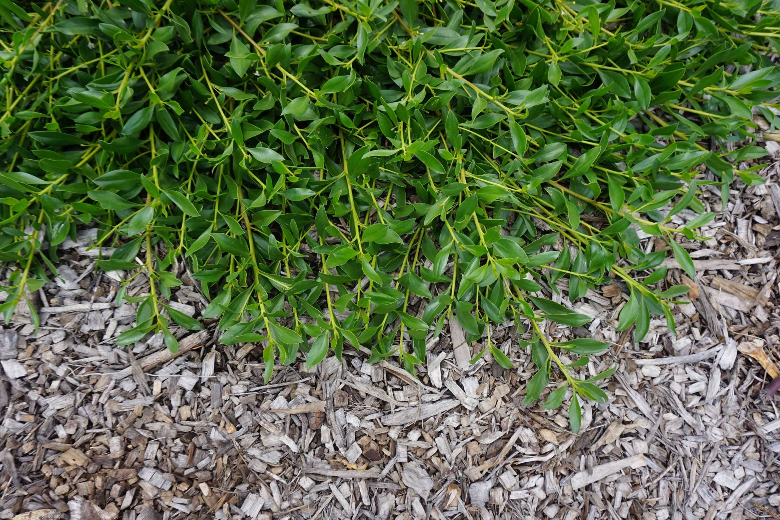 Ground Hug™ Myoporum insulare