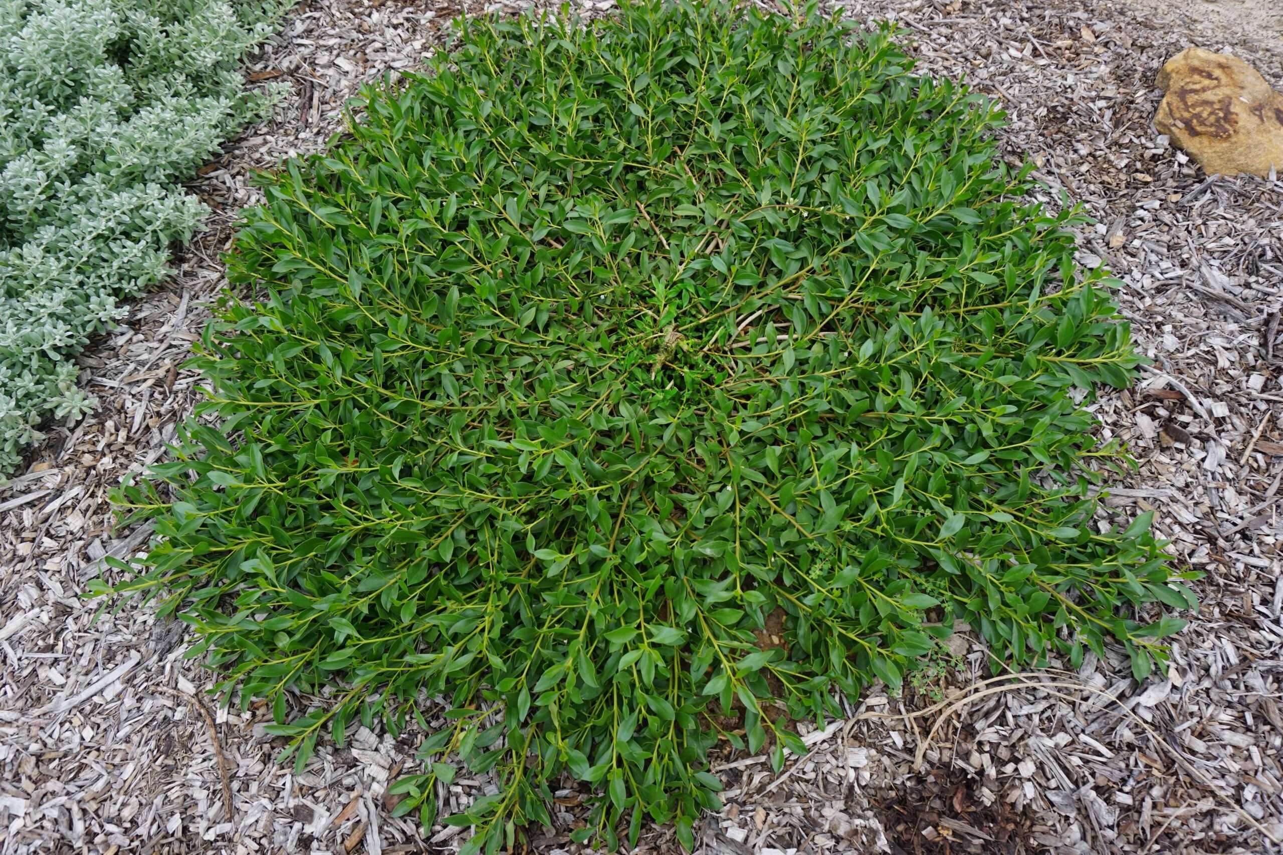 Ground Hug™ Myoporum insulare