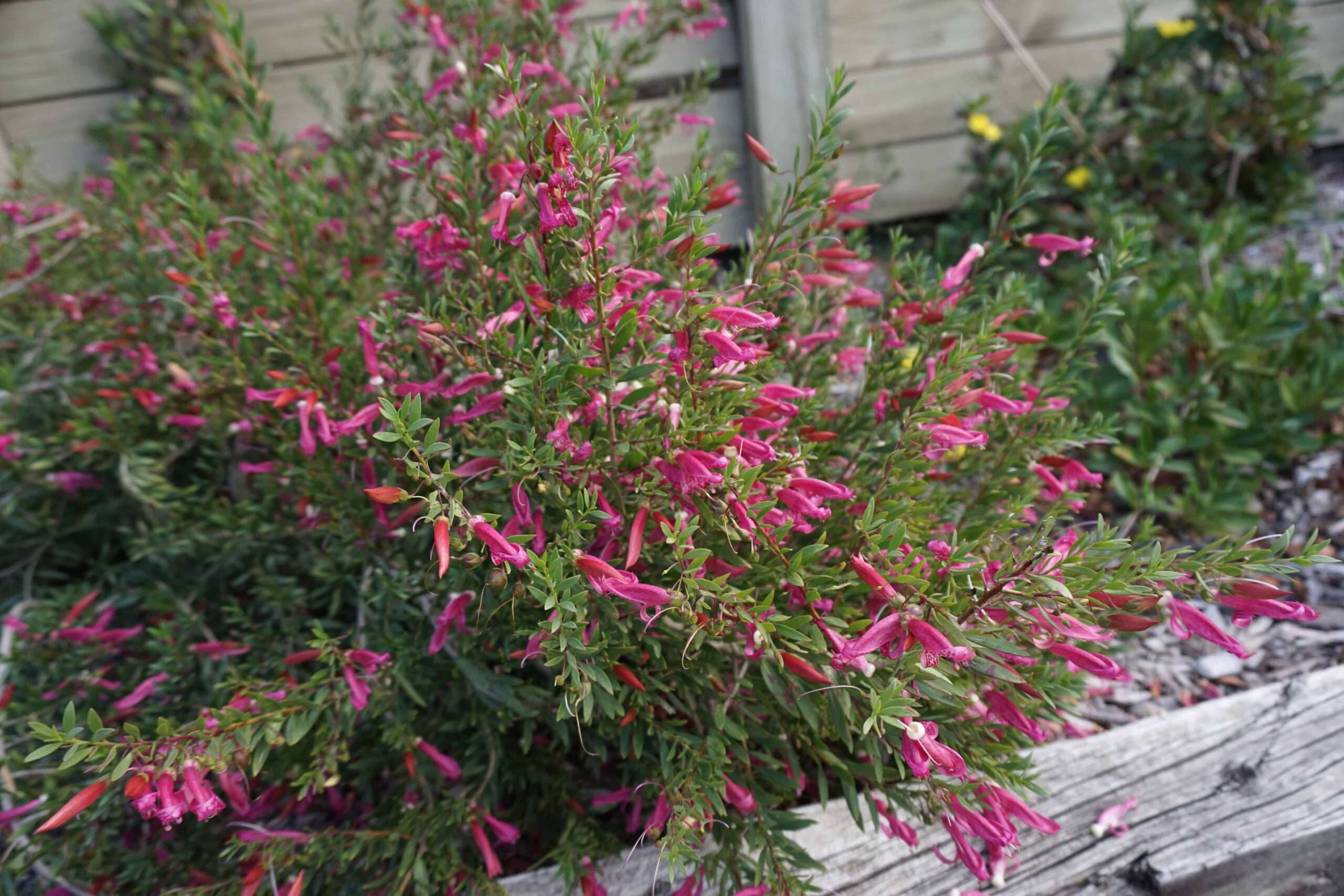 Thriver™ Eremophila spp ‘EREM01’ PBR Intended