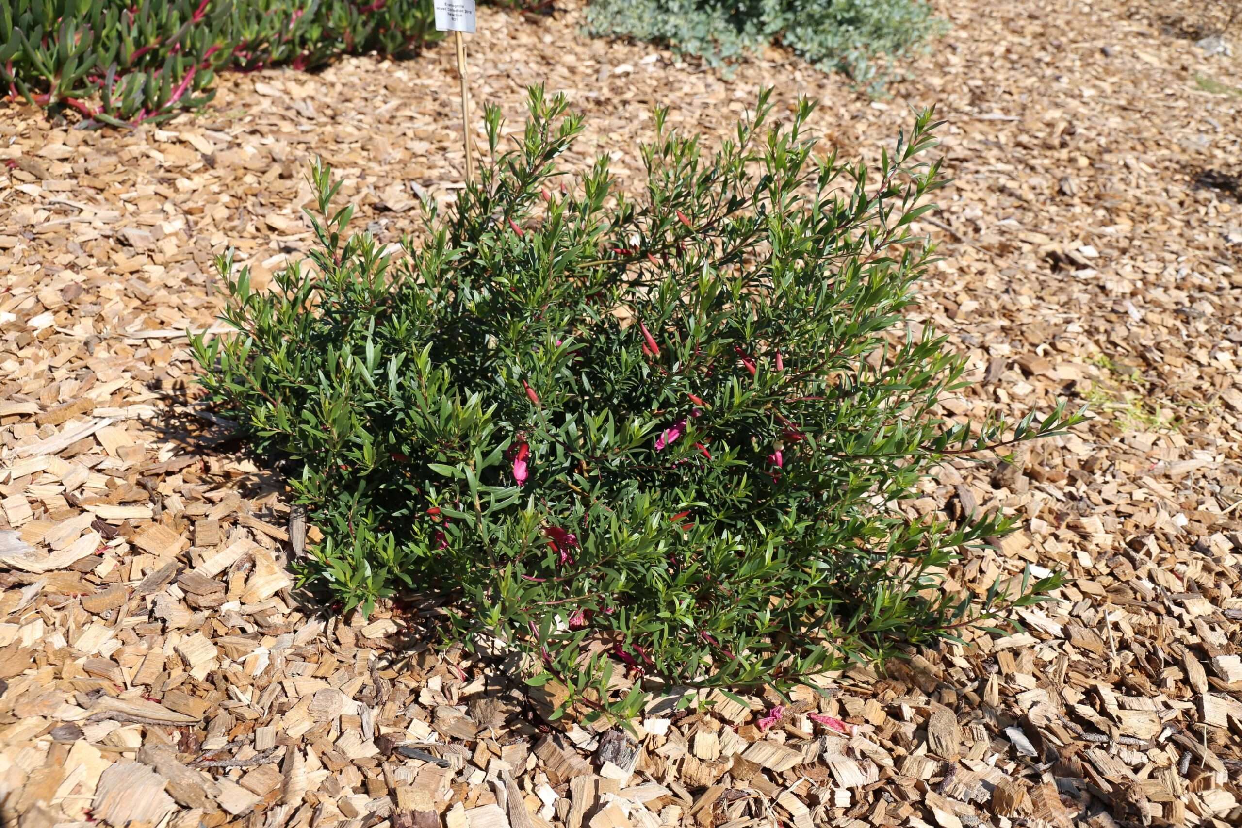 Thriver™ Eremophila spp ‘EREM01’ PBR Intended